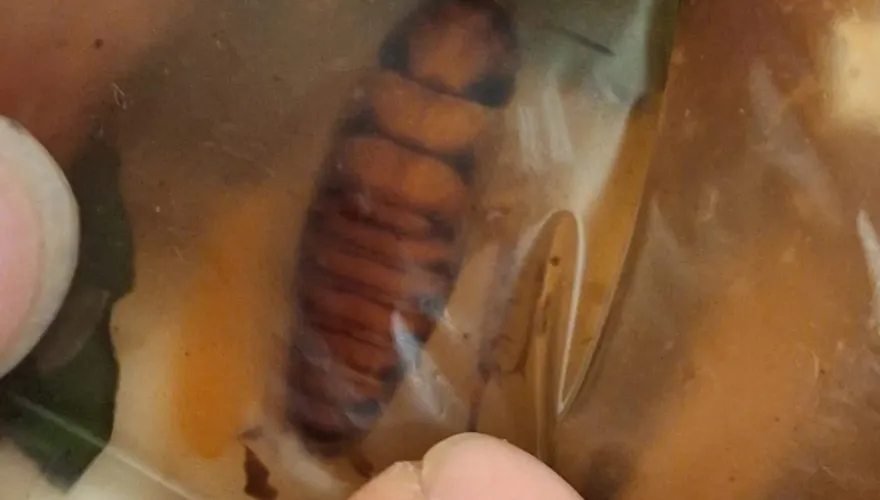 整包羹湯驚見蟑螂身軀！超噁畫面曝光　「老闆整鍋沒倒掉」還繼續賣