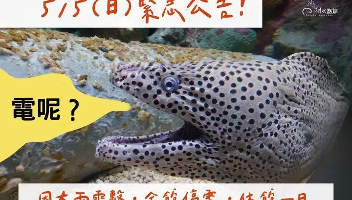 影/澎湖水族館「遭雷擊停電」被迫休館！損失上百萬　苦笑：用電鰻發電可以嗎