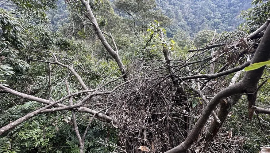 大雪山發現熊窩！台灣黑熊「25公尺高築4巢」　驚人畫面曝光