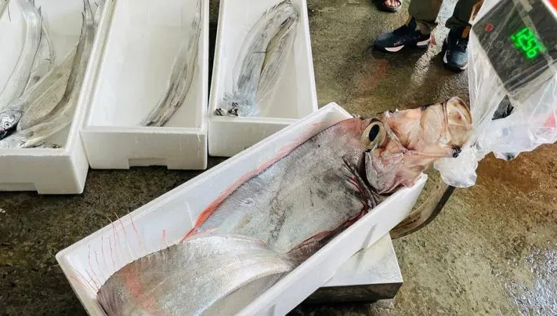 才捕獲2.5公尺地震魚！傍晚連2次規模5.9強震　船長認：數量比往年多