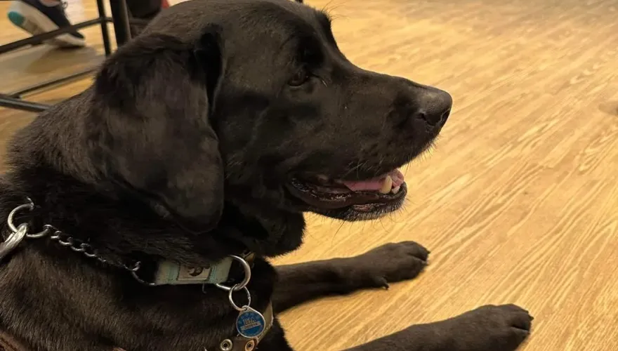 把導盲犬趕出店全網炸鍋　炸雞名店道歉了：已懲處員工