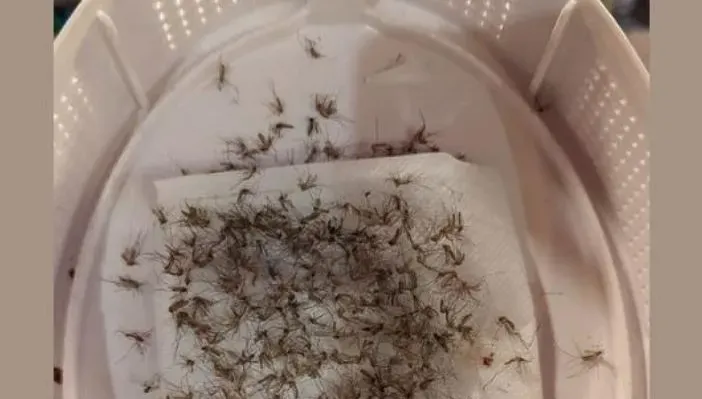捕蚊燈+雪芙蘭竟是「滅蟲高手」！密密麻麻網驚呆：九代團聚了