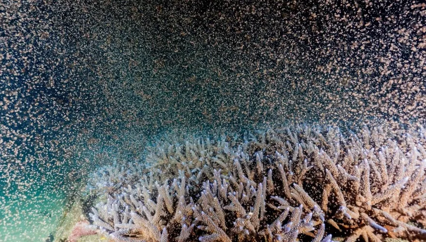 影/「粉紅潮」再現！澎湖珊瑚產卵大爆發　海底星空夢幻景象曝光