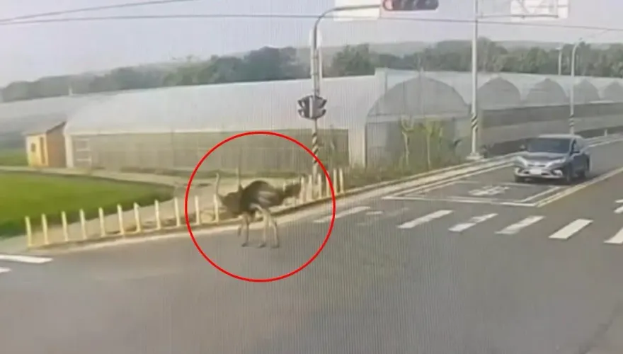 影/比人還高！烏日「鴕鳥夫妻檔」混入車流一起跑　駕駛一開窗嚇爆