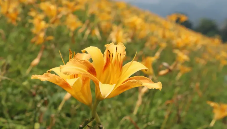 苗栗大湖「金針亮亮賞花節」5/25登場　800米花廊盛放金黃花海