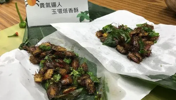 林業署「炸荔枝椿象吃」惹議！食藥署：若當食材賣最重罰2億