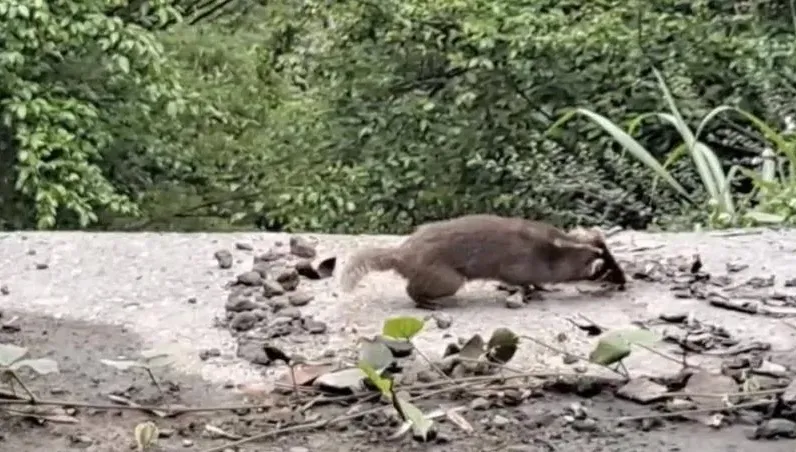 狂犬鼬獾又現蹤影！玉里赤科山產業道路驚現怪異行徑　疑似感染狂犬病