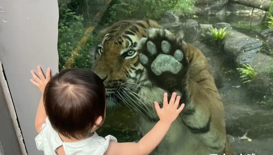 台北市立動物園「馬來虎初登場」！Shima趴玻璃與萌小孩貼貼
