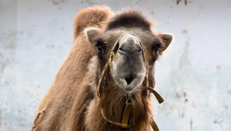 集氣！北市動物園雙峰駱駝「煙雨」命危　食慾低、腎功能受損