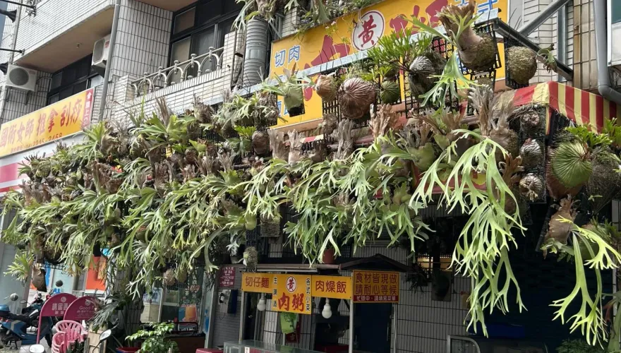 鹿角蕨富翁！肉羹店「罩頂如頭髮」　網跪喊：真是有錢人