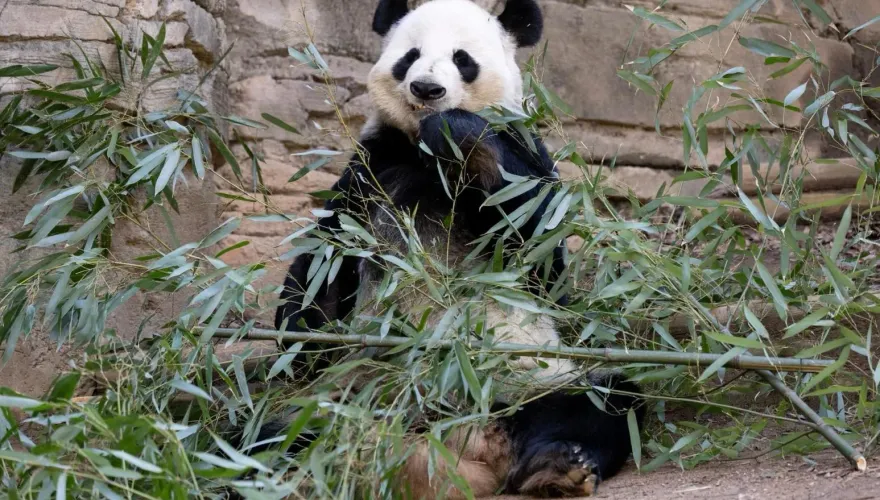 又受虐？網傳旅美大貓熊「洋洋」口吐白沫、挨餓暈倒　陸官方：誤會！