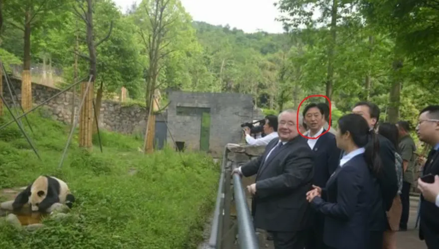 拿貓熊當搖錢樹？陸大貓熊保護研究中心原副主任被查　網籲：善待動物