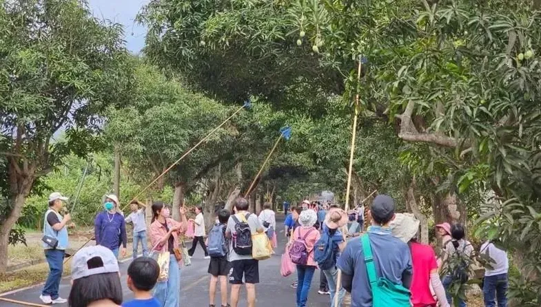 打芒果！「果然愛上你了」年度採果樂明開跑　望明綠色隧道雙向「封閉2小時」