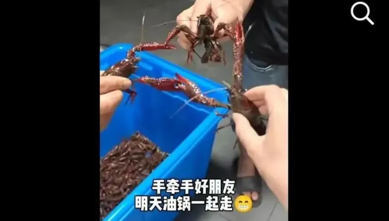 影/網紅一句「龍蝦隨便撿」…養殖場一晚湧入兩三百人　業者怒：幾萬斤蝦沒了