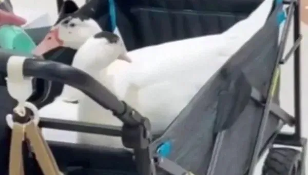 奇案！3歲女童信義區逛街「眼睛竟遭鴨啄傷」　飼主落跑這下慘了
