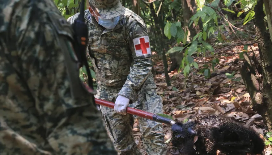 墨西哥熱浪47度恐怖高溫　當地象徵性動物「吼猴」疑中暑大量死亡