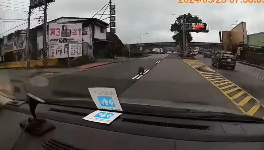 影/上國道前看到猴子！　網看片笑：我都在看機車…真相曝光