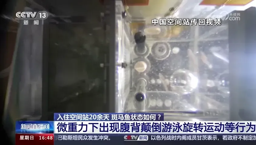 影/魚肚向上游泳、迷路轉圈圈…陸「太空養魚」後續曝　網敲碗：太空水煮魚