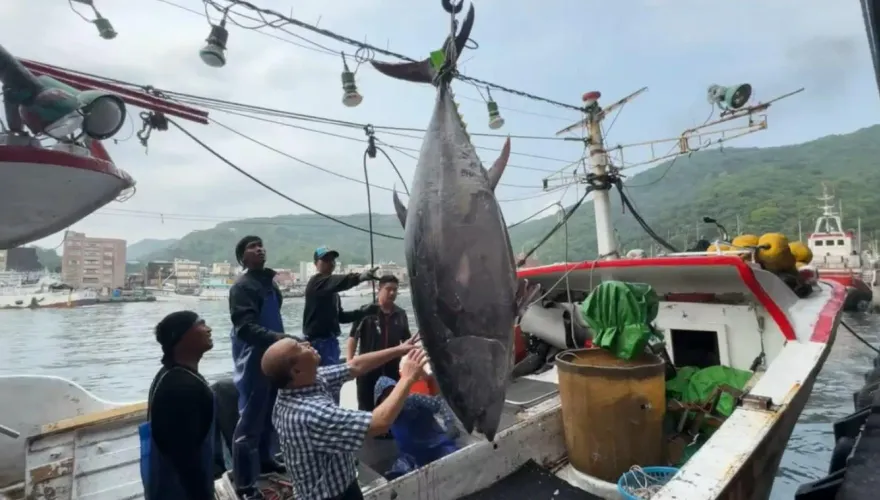 黑鮪魚20片只要200元！業者PO文「大崩盤」　漁業署：商請各區漁會收購凍存