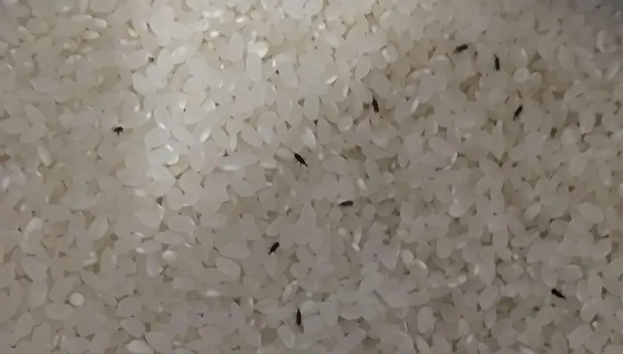 2天前才買！好市多白米打開「全是米蟲在爬」　內行教1招：徹底消失