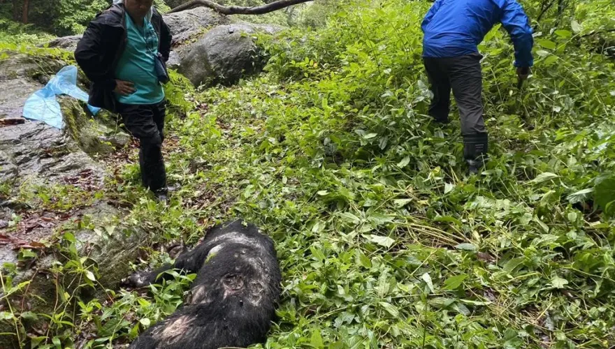 南投台灣黑熊慘死瀑布旁逾3天　「左胸中彈」疑遭盜獵誤殺