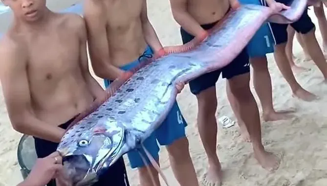地震魚現身！4.5公尺皇帶魚漂上越南海岸死亡　居民憂將有天災降臨