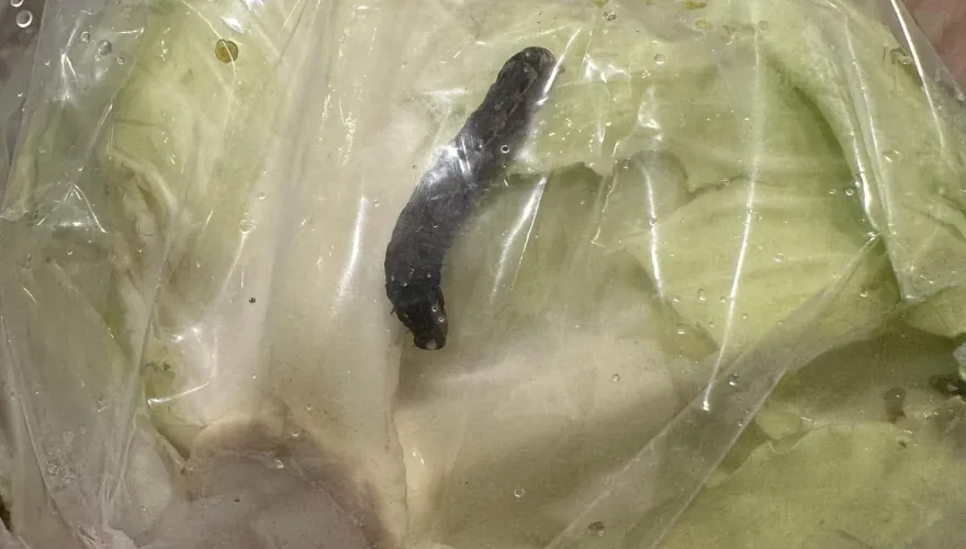 賣場買有機生菜驚見「超大黑蟲」蠕動　她苦笑：也太有機