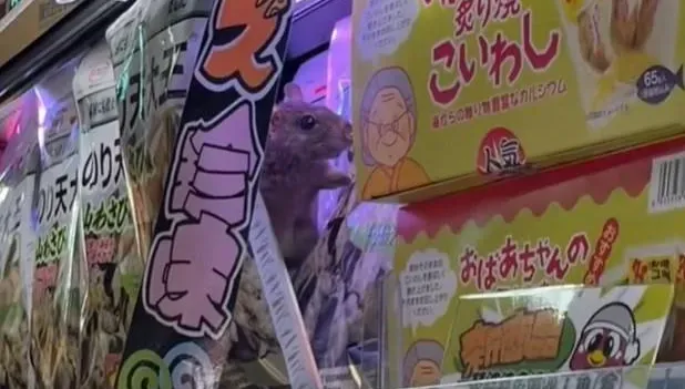 西門町唐吉訶德驚見「老鼠在理貨」！藏身貨架對民眾眨眼　衛生局急稽查