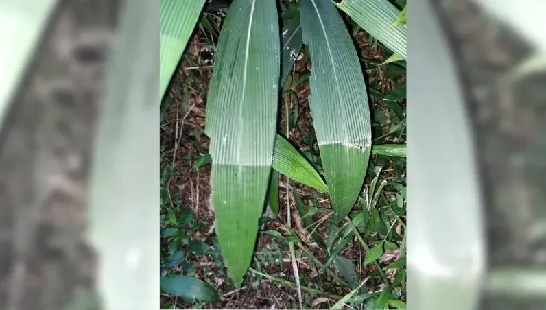 今年颱風草只有1摺...「襲台颱風僅1個」？　留言長知識了