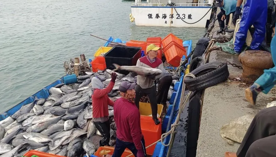 影/海底風暴！恆春半島疑捕獲逾9噸牛港鰺　網掀海鮮、海洋文化論戰