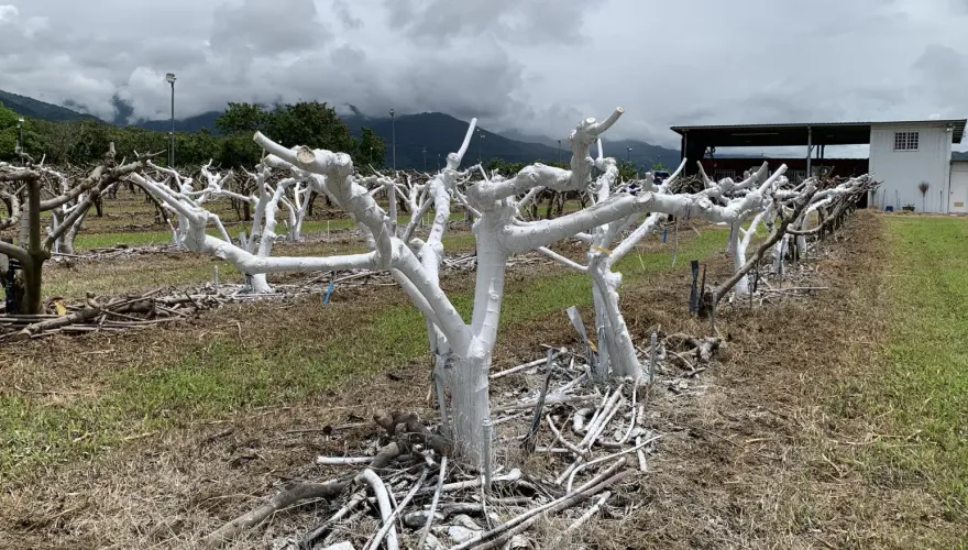 夏天樹上有雪？台東農改場出絕招「替果樹防曬」　一噴多效助釋迦健康茁壯