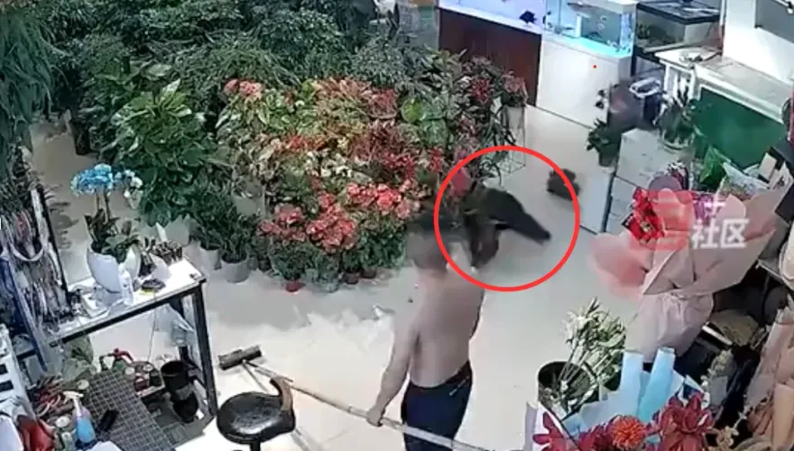 影/不忍了？1.6公尺大魚跳缸摔死惹主人心疼　網友神回覆：鯉躍龍門