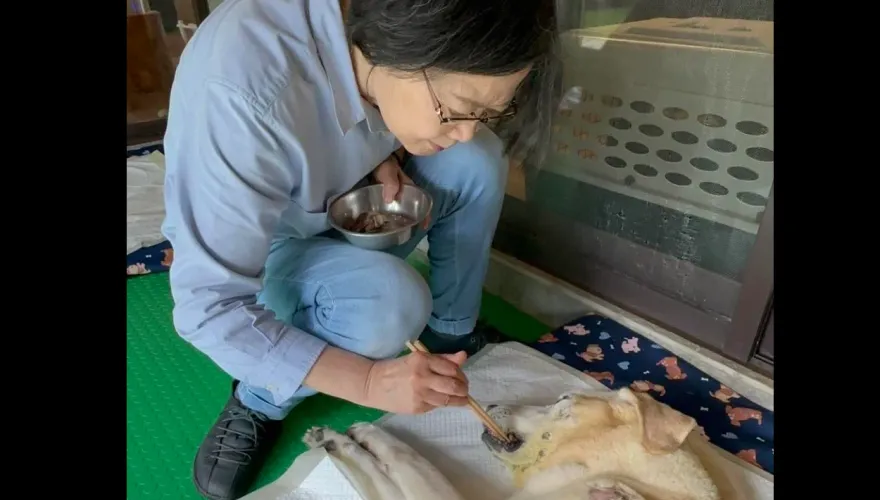 卸任總統前後狂曬2喵4汪　蔡英文新角色何時揭曉引關注