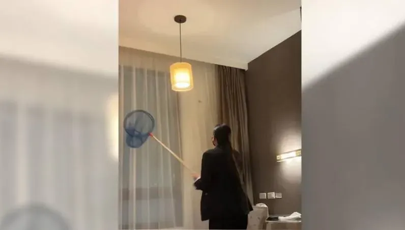 住三星級飯店驚見天牛般大蟑螂！奧客凹「全額退款」　　網傻眼：從無塵室出來？