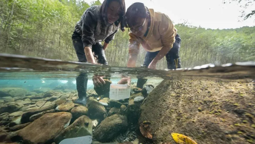 雪霸公園櫻花鉤吻鮭復育有成　人工背「15公斤魚卵」再挑戰高海拔