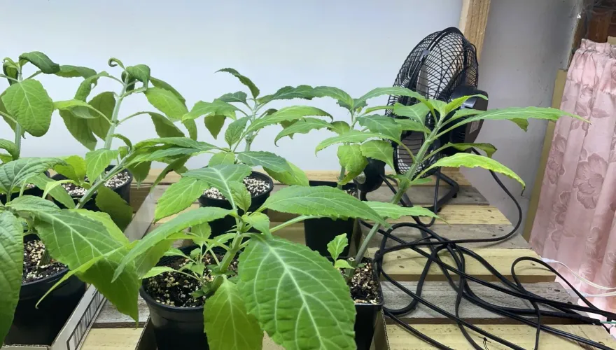 首次查獲大量墨西哥鼠尾草活體！高雄父子躲雜貨店種28盆　下場GG了