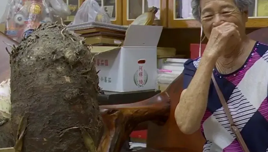 好大！屏東嬤種出8台斤「砲彈芋頭」　曝一撇步：要用愛種