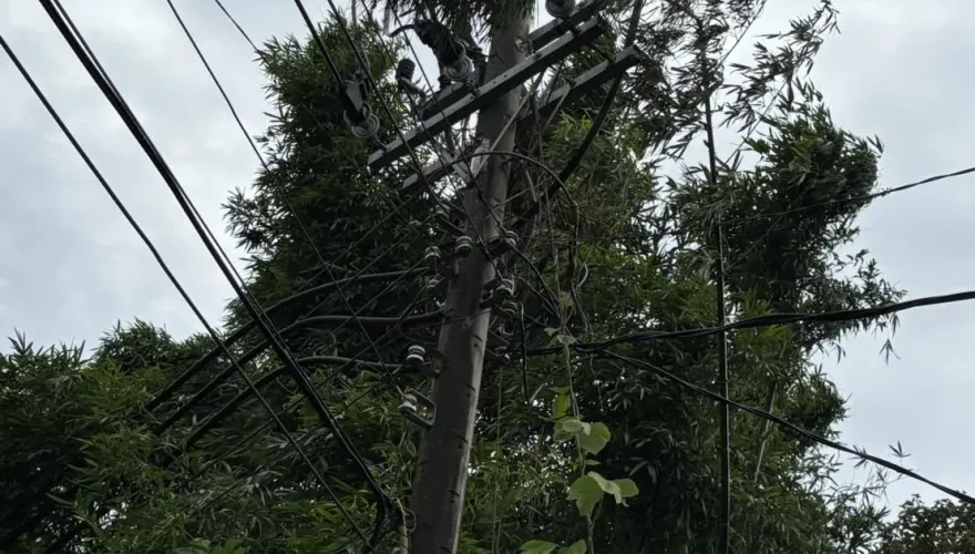 快訊/不堪一擊？桃園一下午停電3次惹怒民眾　台電：路樹造成