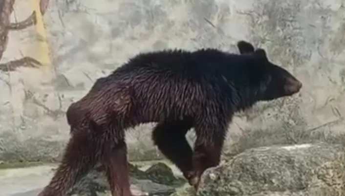 影/黑熊「瘦成皮包骨」！網傳老闆沒錢買飼料　動物園澄清：年紀大進食少