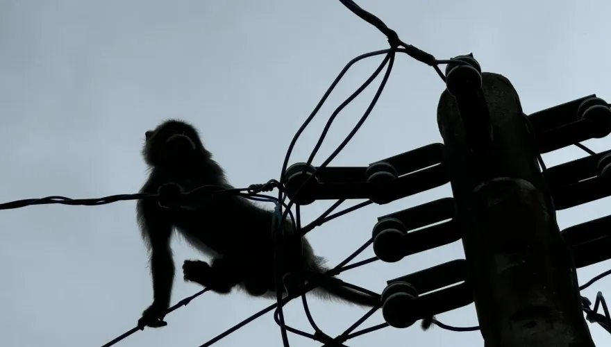 影/獼猴不知死活！潮州驚見「攀電線過馬路」　居民：只擔心鬧到停電