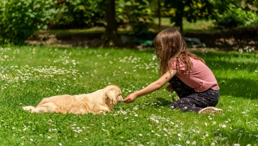 5月大女嬰在家遭「寵物犬撕咬」家人竟不知道！多處撕裂傷送醫不治
