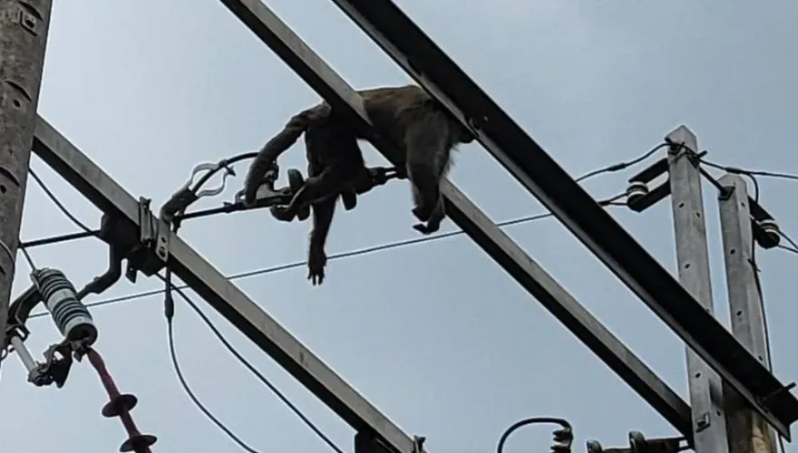 快訊/潑猴爬電桿下秒變猴乾！新北坪林停電1小時影響1437戶