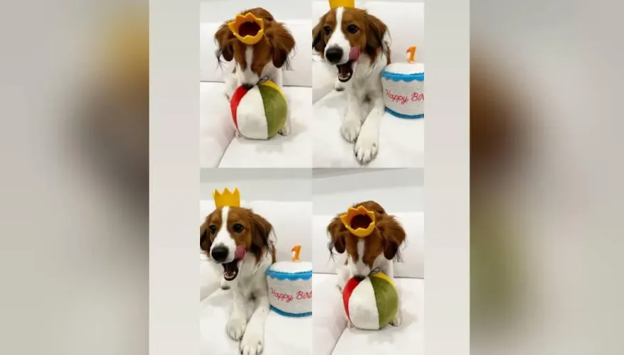 愛犬滿周歲！頭戴皇冠慶生　大谷翔平賽後發限動祝福