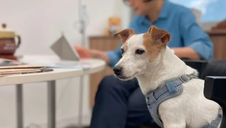 卸任總統滿月蔡英文曬萌犬親子裝　網友驚呼：燙頭髮剪短了
