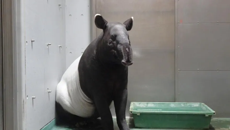 來台交流猝死！日本馬來貘搭機亡　北市動物園：解剖釐清死因