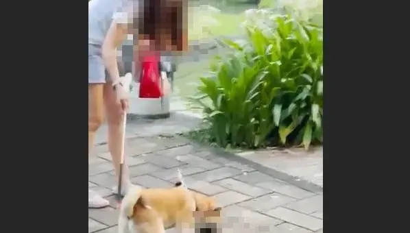 大湖公園目睹「柴犬咬死綠頭鴨」！冷血飼主放任　不聽勸還嗆人
