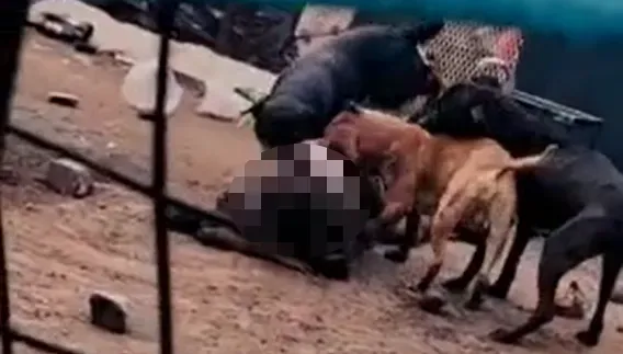 影/恐怖！28歲女子慘遭4惡犬撕咬喪命　飼主涉嫌過失殺人罪被捕