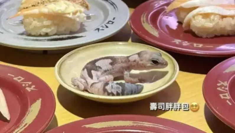 桃園女大生慘了！寵物守宮放醬料碟　壽司郎再發聲明：將提起民事訴訟