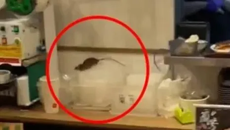 學不乖？信義區百貨美食街老鼠出沒　北市衛生局派員稽查