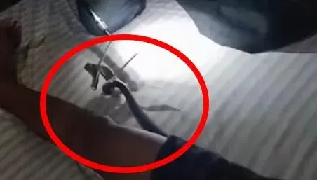 影/內褲裡一大包！男子睡一半驚見「眼鏡蛇躲褲檔取暖」嚇到石化